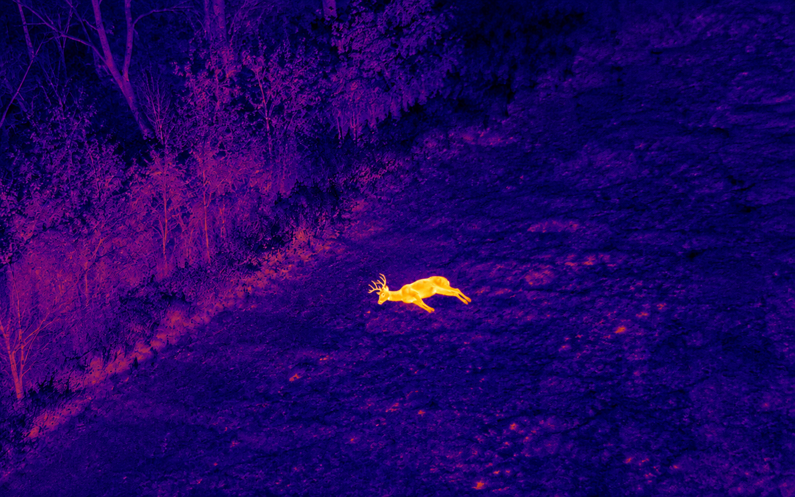 Thermal drone view showing a deer lying motionless at the edge of a field during recovery search support