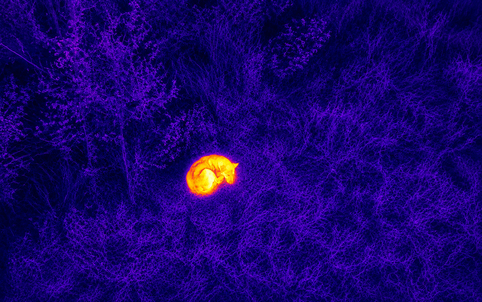Thermal drone view showing a dog curled up in thick cover during a lost-pet search